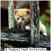 Аватар я пушистый комочек
