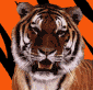 99px.ru аватар Tiger