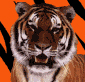 Аватар Tiger