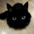Аватар злая коша