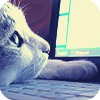 Аватар кот куда-то смотрит