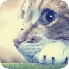 99px.ru аватар котик