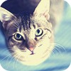 Аватар кот смотрит на тебя