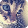 99px.ru аватар котик