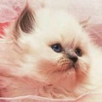 99px.ru аватар Милый котенок