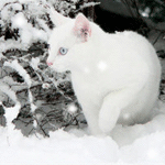 Аватар Белого кота засыпает снегом