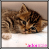 99px.ru аватар милый котенок -adorable