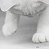 Аватар котенок и божья коровка