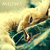 99px.ru аватар Ленивый кот и бабочка (Meow!)