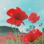 99px.ru аватар красные маки на фоне поляны