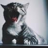 Аватар злая кошка