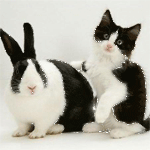 Аватар Кролик и котик