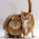 Аватар Котик и кролик