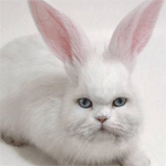 Аватар Котокролик ))))