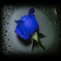 99px.ru аватар синяя роза