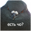 99px.ru аватар Голубь (есть чо?)