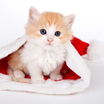 99px.ru аватар Котёнок в шапке Деда Мороза