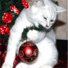 Аватар Белая кошка с новогодним шариком (2011)