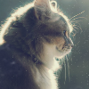 Аватар Котенок