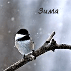 Аватар Зима