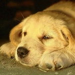 99px.ru аватар Морда собаки на отдыхе крупным планом
