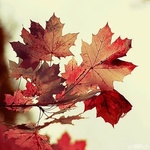 99px.ru аватар Кленовые листья
