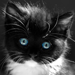 Аватар Милый голубоглазый котёнок
