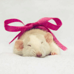 Аватар Мышонок с бантиком на спине