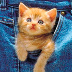 99px.ru аватар Рыжий котёнок с любопытством выглядывает из кармана джинсов