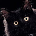 Аватар Черный кот мигает