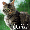 Аватар Wild cat