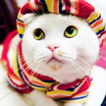 99px.ru аватар Белый кот в шапке и шарфике