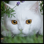 99px.ru аватар Белый кот спрятался в траве
