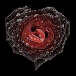 99px.ru аватар сердце-роза