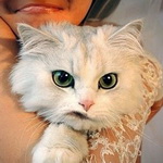 Аватар Злой кот