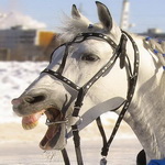 99px.ru аватар Его лошадка, снег почуя, Плетется рысью как-нибудь...