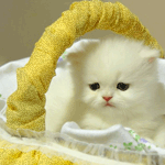 Аватар Котенок в корзинке