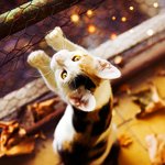 Аватар Кот встал на задние лапы