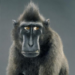99px.ru аватар Грустный обезьян