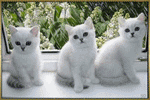Аватар Три белых котёнка у окна