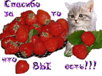 Аватар Кошка в клубнике(Спасибо за то , что ВЫ есть!!!)
