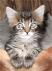 99px.ru аватар Котёнок удивлённым взглядом провожает движение маятника
