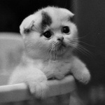 Аватар Милый котенок