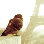 Аватар Голубь в Париже