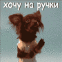 Аватар Хочу на ручки