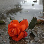Аватар Роза в луже