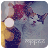 Аватар Кошачья любовь-ррррр