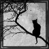 Аватар Кот-невидимка