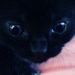 Аватар Чёрный котик
