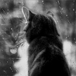 99px.ru аватар Кот смотрит в окно за которым идёт холодный дождь